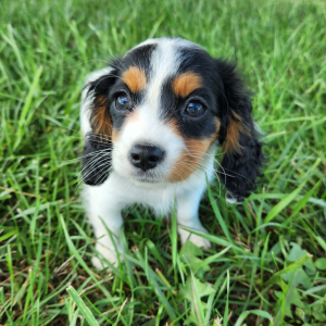 Cavapoo Puppy Tampa