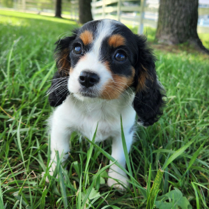 Cavapoo Puppy Tampa