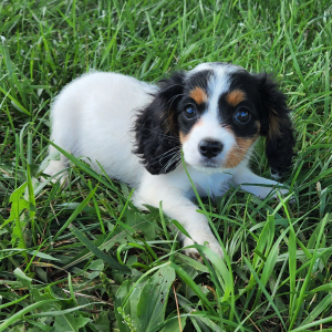 Cavapoo Puppy Tampa