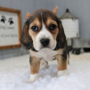 Beagle Puppy Tillie