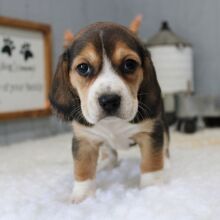 Beagle Puppy Tillie