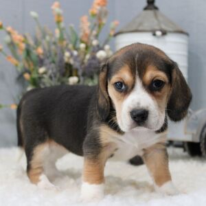 Beagle Puppy Tillie