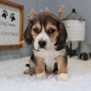 Beagle Puppy Tillie