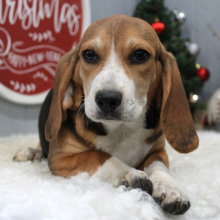 Beagle Puppy Tillie