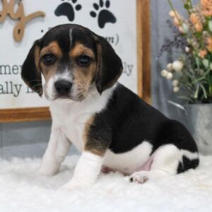 Beagle Puppy Lola