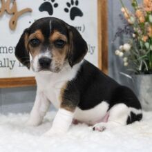 Beagle Puppy Lola