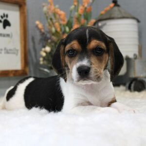 Beagle Puppy Lola