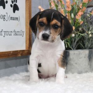 Beagle Puppy Lola
