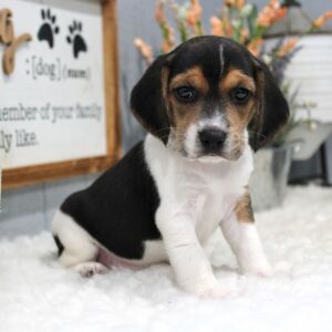 Beagle Puppy Lola