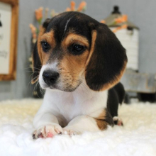 Beagle Puppy Lola