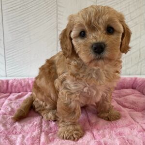 Cavapoo Puppy Quincey