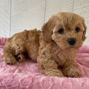Cavapoo Puppy Quincey