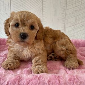Cavapoo Puppy Quincey