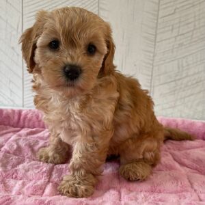 Cavapoo Puppy Quincey