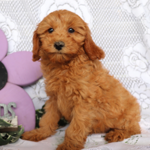 Cavapoo Puppy Kayla