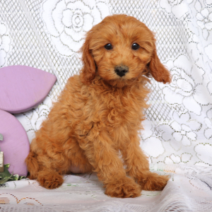 Cavapoo Puppy Kayla