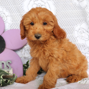 Cavapoo Puppy Kayla