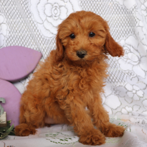 Cavapoo Puppy Kayla