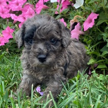Goldendoodle Puppy Gracie