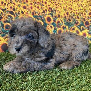 Goldendoodle Puppy Gracie