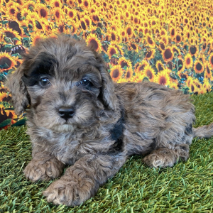 Goldendoodle Puppy Gracie