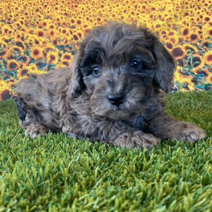 Goldendoodle Puppy Gracie