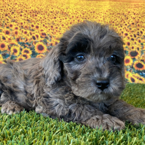 Goldendoodle Puppy Gracie