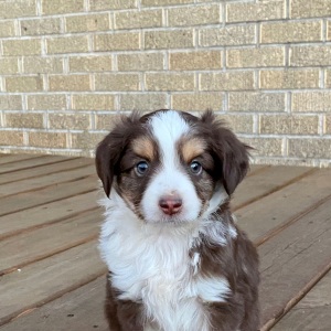 Australian Shepherd Puppy Mater