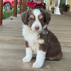 Australian Shepherd Puppy Mater