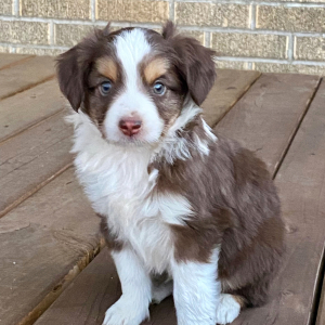 Australian Shepherd Puppy Mater