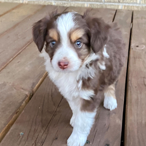 Australian Shepherd Puppy Mater