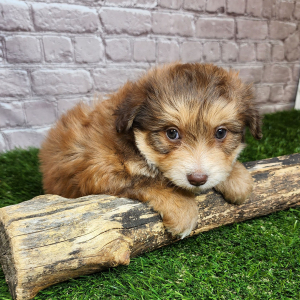 Bichonpoo Puppy Alena