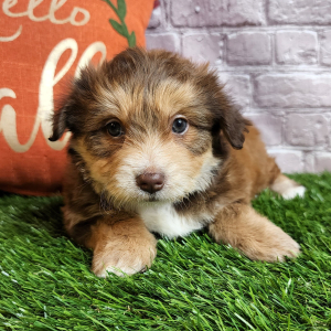 Bichonpoo Puppy Alena