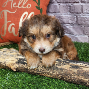 Bichonpoo Puppy Alena