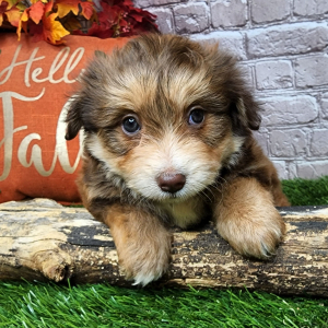 Bichonpoo Puppy Alena