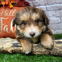 Bichonpoo Puppy Alena
