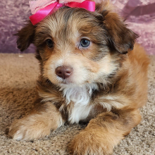 Bichonpoo Puppy Alena