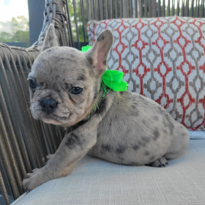 French Bulldog Puppy Max