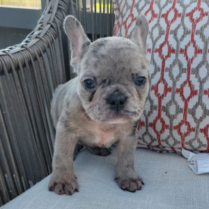 French Bulldog Puppy Max
