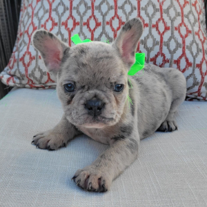 French Bulldog Puppy Max