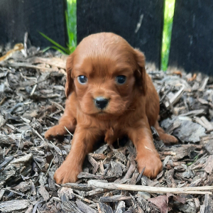 Cavapoo Puppy Lizzie