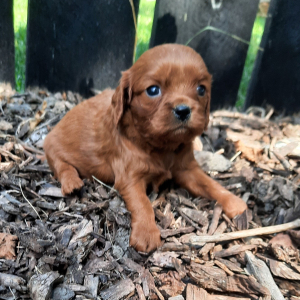 Cavapoo Puppy Lizzie