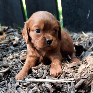 Cavapoo Puppy Lizzie