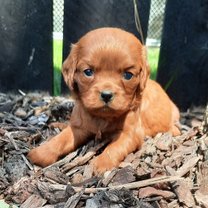 Cavapoo Puppy Lizzie