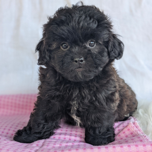 Peekapoo Puppy Elsa
