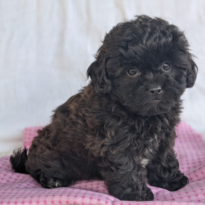 Peekapoo Puppy Elsa