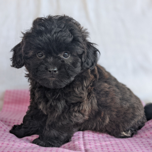 Peekapoo Puppy Elsa