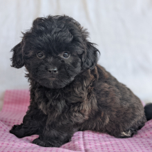 Peekapoo Puppy Elsa