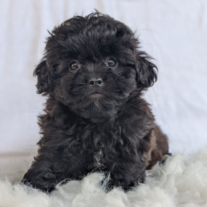 Peekapoo Puppy Elsa