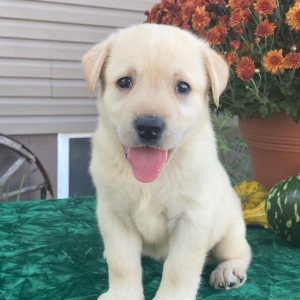 Labrador Retriever Puppy Star